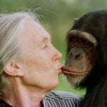 Jane Goodall kisses Tess, a female chimpanzee.