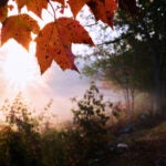 Maple leaves turn to fall foliage colors at sunrise along a country road.