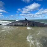 This sperm whale was the first to wash up on Nantucket in more than 20 years.